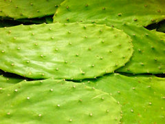 Fresh Nopal Cactus